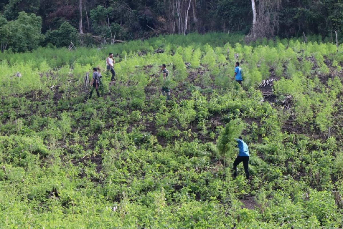 TNI dan BNN Musnahkan 3 Hektare Ladang Ganja di Gayo Lues, Total 8,5 Ton Tanaman Dimusnahkan